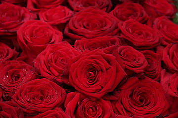 Image showing Big group of red roses