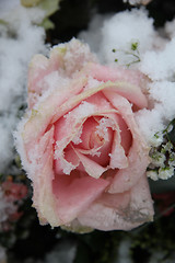 Image showing Snow covered pink rose