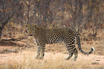 Image showing leopardess