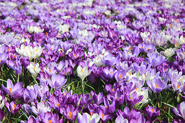 Image showing Group of crocuses