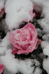 Image showing Snow covered pink rose