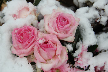 Image showing Pink roses in the snow