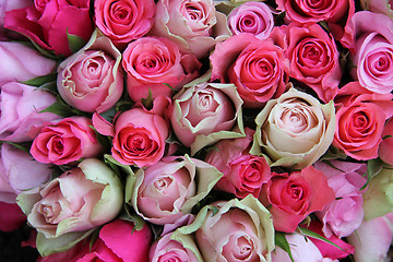 Image showing Pink wedding roses