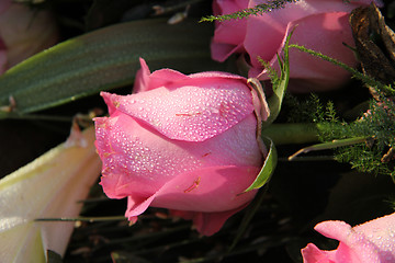Image showing Dew drops on a pink rose