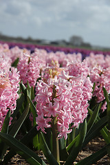 Image showing Hyacints on a field