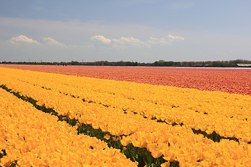 Image showing yellow tulips in a field