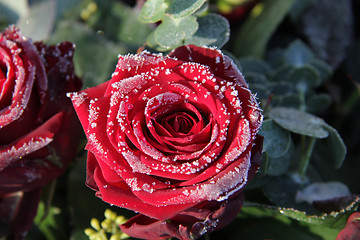 Image showing Frosted red rose