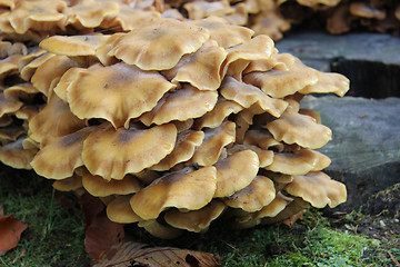 Image showing Group of mushrooms