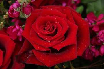 Image showing Big red rose