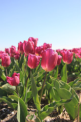 Image showing purple pink tulips in the sunlight