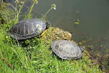 Image showing Two turtles near waterside