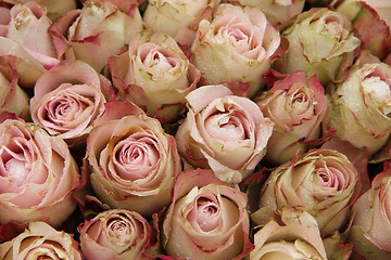 Image showing Pale pink roses