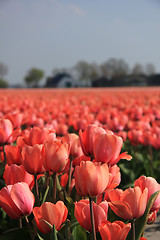 Image showing Pink tulips