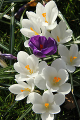 Image showing White crocusus in spring sunlight