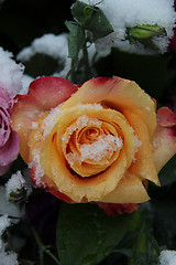 Image showing yellow red rose in the snow