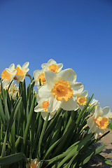 Image showing White and yellow daffodils