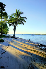 Image showing Palm Tree By The Shore