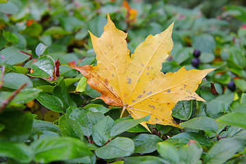 Image showing Lonely Fall Leaf