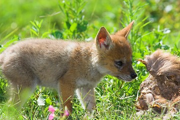 Image showing Jackal Pup