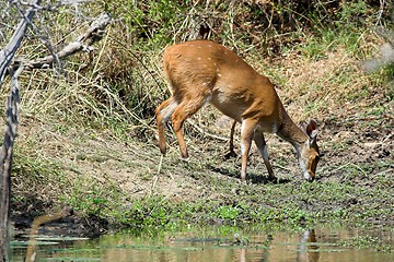 Image showing Bushbuck