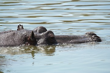 Image showing Hippo