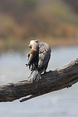 Image showing Cormorant