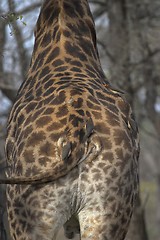 Image showing Giraffe Rear