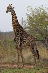 Image showing Giraffe