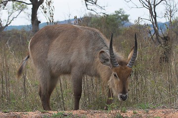 Image showing Waterbuck feeding