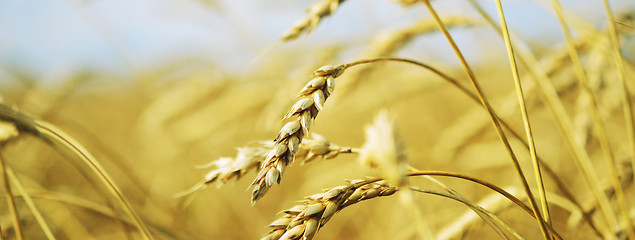 Image showing wheat field