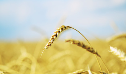 Image showing wheat