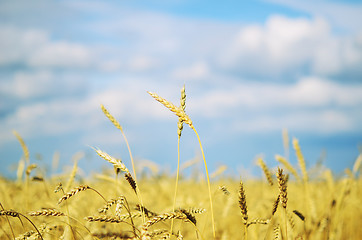 Image showing wheat filed