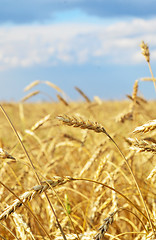 Image showing wheat filed