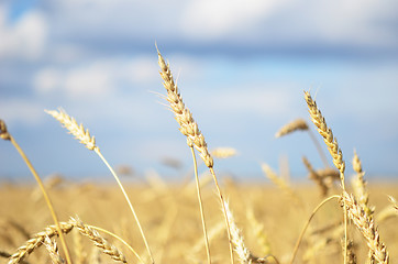 Image showing ripe wheat