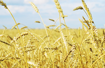 Image showing wheat field