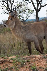 Image showing Waterbuck