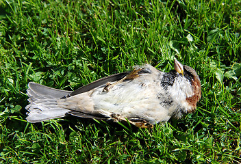 Image showing Dead tree sparrow on its back