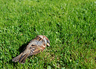 Image showing Small dead sparrow in a garden