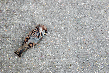 Image showing Tree sparrow lying dead on a concrete path