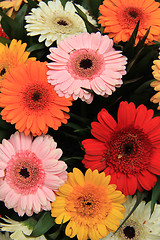 Image showing Gerbera bouquet