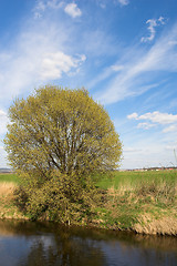 Image showing Tree on a river bank.