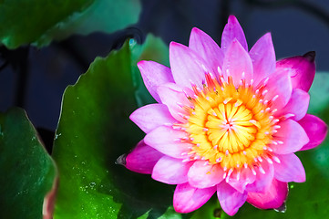 Image showing Violet lotus close-up