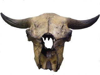 Image showing Bison Skull