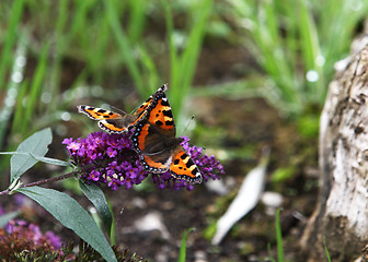 Image showing Butterfly