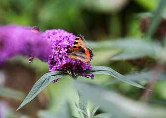 Image showing A Butterfly