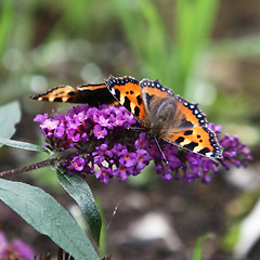 Image showing Butterfly