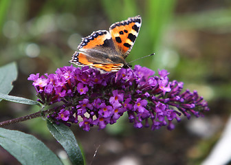 Image showing Butterfly