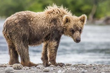 Image showing bear cub