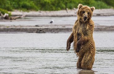 Image showing The brown bear fishes