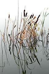 Image showing stems of reeds reflected in water
